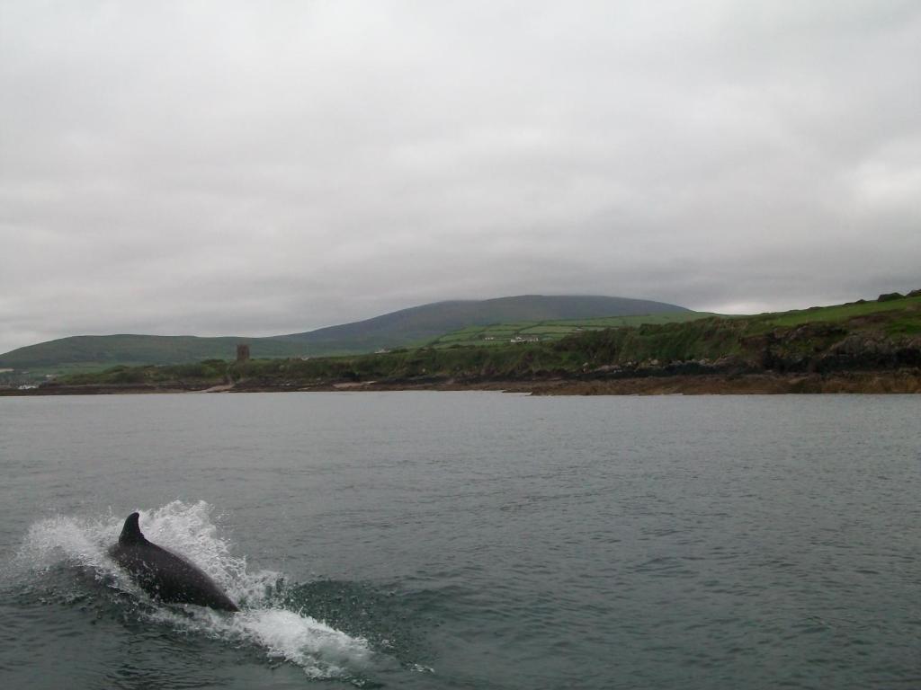 Fiuise B&B Dingle Exterior foto